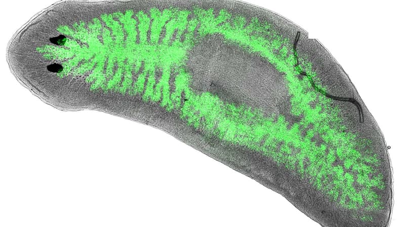 Le planaire Dugesia japonica infecté par des bactéries Legionella pneumophila rendues fluorescentes (en vert, dans les intestins de l'animal).