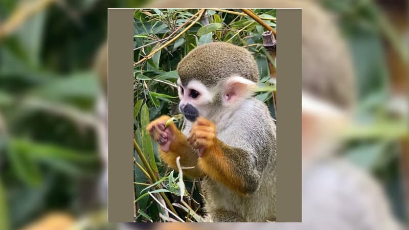Var: un autre singe volé au Jardin zoologique de La Londe-les-Maures retrouvé à Marseille