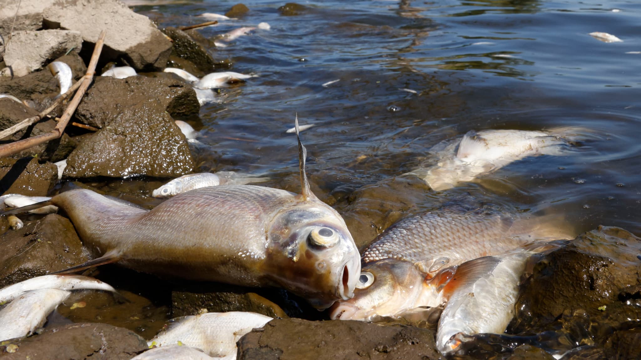 Des milliers de poissons ont été retrouvés morts dans l'Oder traversant l'Allemagne et la Pologne, le 12 août 2022 Des milliers de poissons ont été retrouvés morts dans l'Oder traversant l'Allemagne et la Pologne, le 12 août 2022