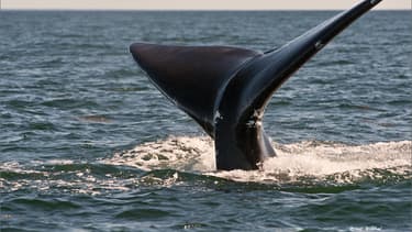La queue d'une baleine noire.