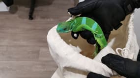 L'un des reptiles saisis le 11 février à gare de l'Est à Paris par la douane.