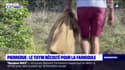  Alpes-de-Haute-Provence: coup d'envoi de la récolte du thym à Pierrerue