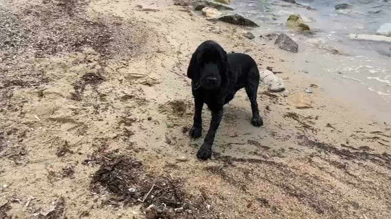 Alpes-Maritimes: une plage désormais accessible aux chiens à Vallauris