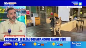 Provence: à l'approche de l'été, la prévention des associations contre les abandons d'animaux