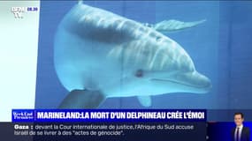 Marineland: la mort d'un bébé dauphin de 48 heures crée l'émoi