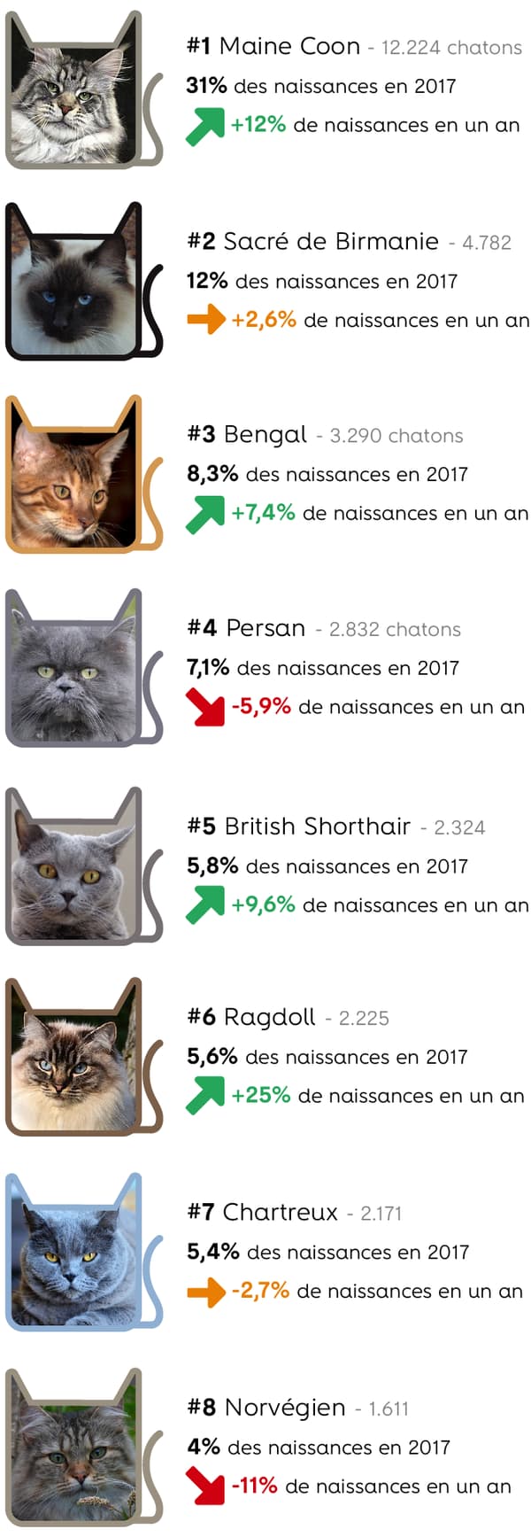 Fiche races : les 10 chats préférés des Français - Petits Compagnons