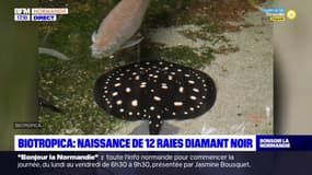 Eure: naissance de douze petites raies dimant noir du Brésil à Biotropica