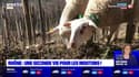 Sauvés d'un abattoir illégal, ces moutons débutent leur nouvelle vie
