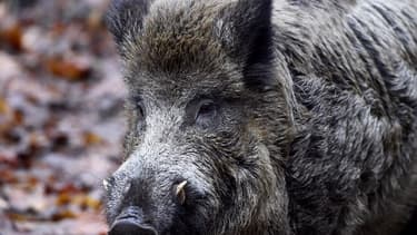 Un sanglier - Image d'illustration