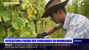 Calvados: les saisonniers s'affairent dans les vignobles pour les vendanges