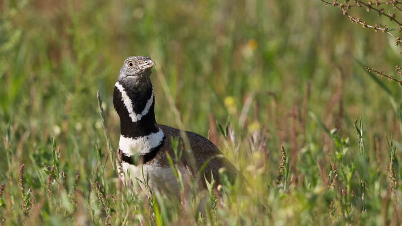 Sainte-Soline: l'outarde canepetière, l'oiseau menacé qui a fait capoter quatre 