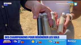 Brignoles: des champignons pour régénérer les sols