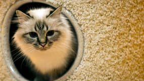 Après avoir reçu de la soude caustique, le chat visé par le restaurateur avait dû être euthanasié. (photo d'illustration)