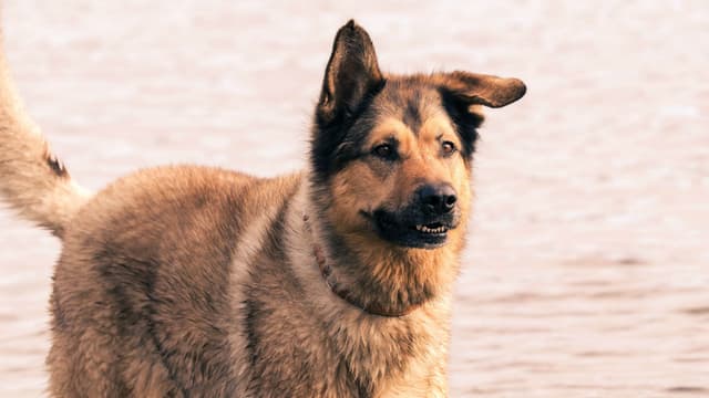 Un chien - Image illustration