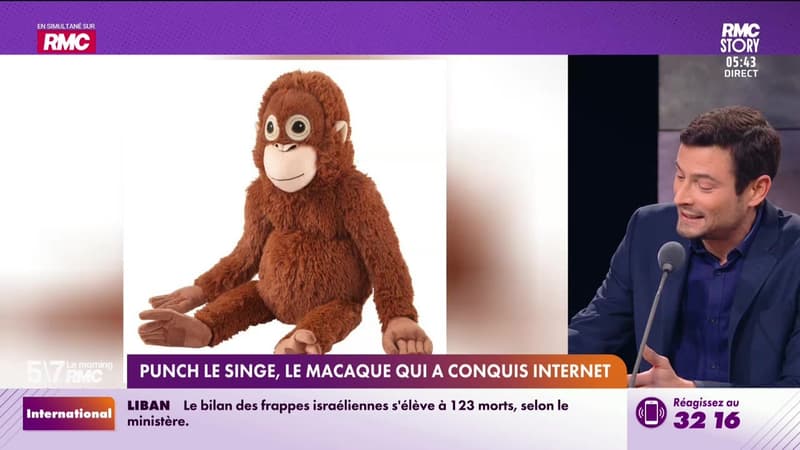 Le Portrait d'Antoine Salva : Punch le singe, le macaque qui a conquis Internet - 06/03