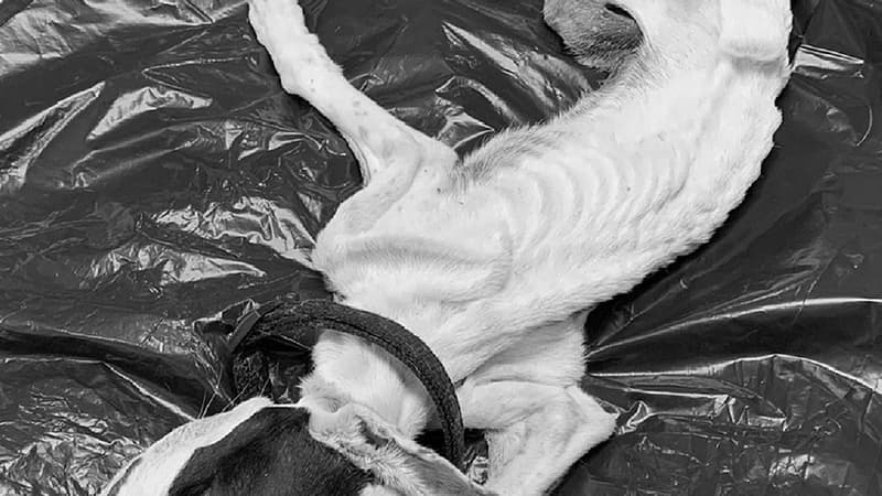 La Seyne-sur-Mer: une chienne retrouvée morte de faim dans un appartement, une plainte déposée