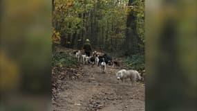 Le nombre de chiens se promenant simultanèment dans un bois ou une forêt pourrait avoir des conséquences sur la nature et met en péril la sécurité des enfants.