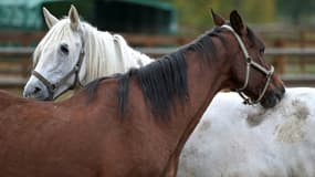 Des chevaux au refuge de la fondation "30 Millions d'Amis", le 9 septembre 2021 à Bannegon, dans le Cher. (Illustration)