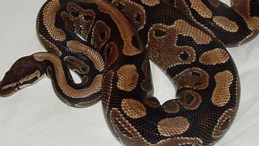 Un python royal. (photo d'illustration)