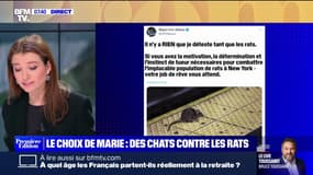 Le choix de Marie - Une armée de chats pour s'attaquer aux rats, une fausse bonne idée?