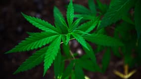 Des plants de cannabis ont été retrouvés (photo d'illustration) 