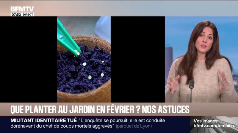 C'EST VOTRE JARDIN - Tomates, poivrons, aromates, pétunia... Que planter au mois de février et comment réussir ses semis?