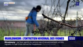 Marlenheim: l'entretien hivernal des vignes