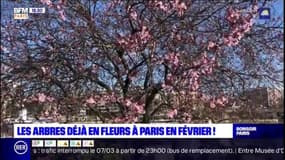 Les arbres déjà en fleurs à Paris en février
