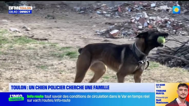 Toulon : un chien policier cherche une famille