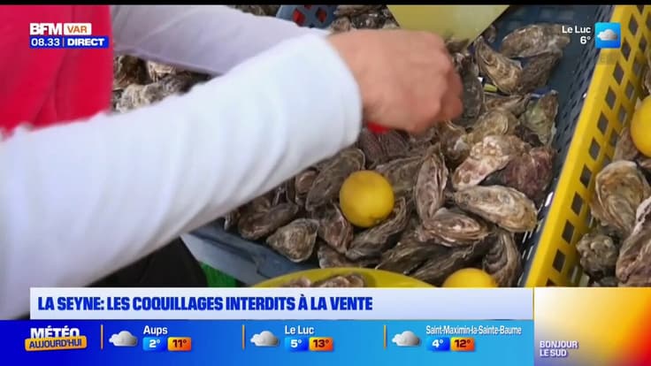 La Seyne : les coquillages interdits à la vente