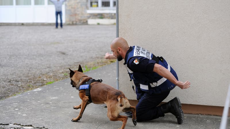 Un berger belge malinois en formation avec le CNICG