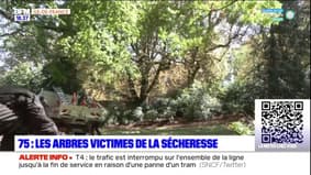 Paris: les arbres font grise mine face à la sécheresse