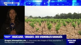 Violents orages dans le Vaucluse: des vignobles ravagés - 04/06