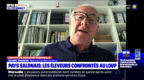 Provence: les éleveurs confrontés aux attaques de loup