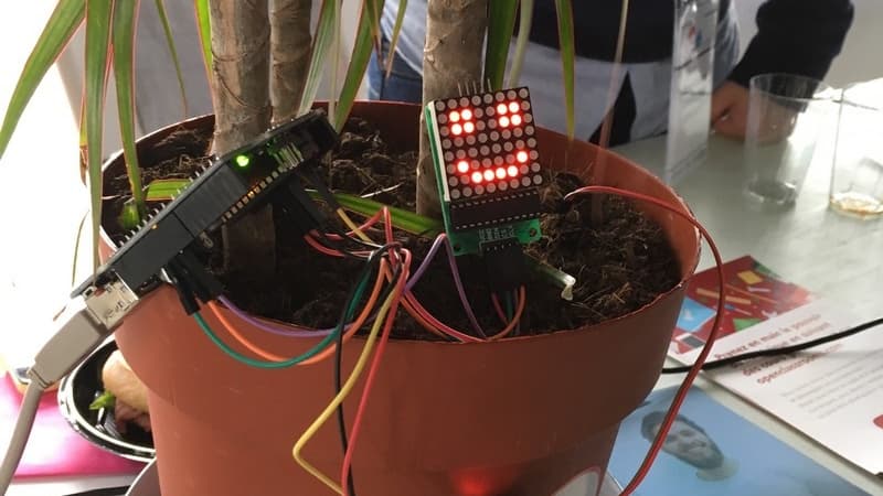 Une plante connectée.