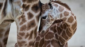 n girafon près de sa mère au zoo de Kronberg, en Allemagne, le 7 janvier 2014. (photo d'illustration)