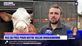Salon de l'agriculture: pas de prix pour Suprême, la vache de race montbéliarde
