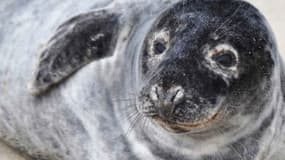 Une petit phoque gris a été sauvé par un habitant d’Omonville-la-Rogue, dans la Manche.
