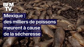 Mexique: des milliers de poissons meurent à cause de la sécheresse