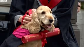 Fudge, chien fidèle diplômé de l'université d'Edimbourgh.