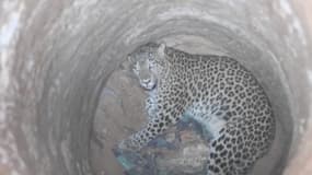 En Inde, des gardes forestiers sauvent un léopard piégé dans un puits