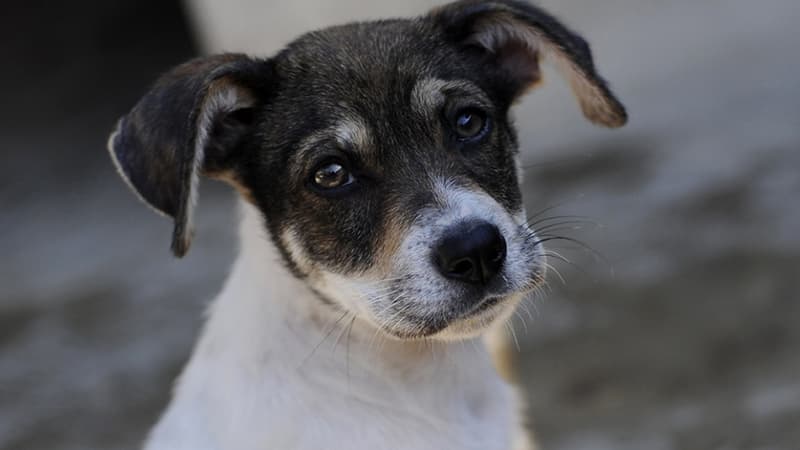 L'homme de 24 ans faisait subir des sévices à son chiot de 4 mois