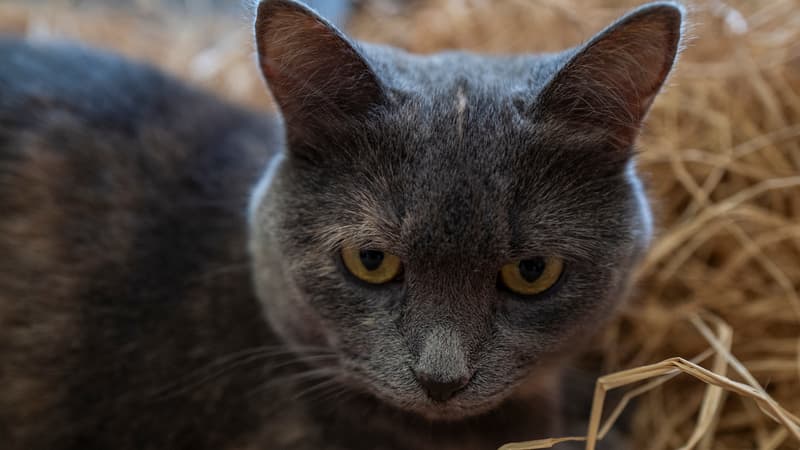 Un chat - Photo d'illustration