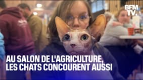 "On a un chat champion du monde": on était à la finale du concours de chats de race au Salon de l'agriculture