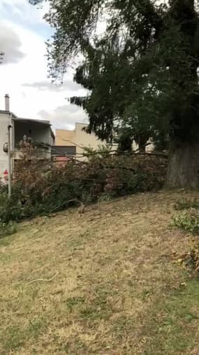 Des arbres arrachés après une tempête à Behren-lès-Forbach (Moselle) - Témoins BFMTV