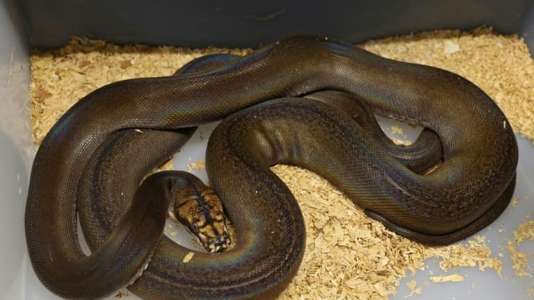 Un homme meurt étranglé par son python de 4,5 mètres 