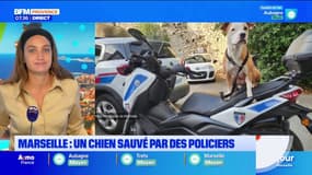 Marseille : un chien sauvé par des policiers