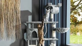 Faites plaisir à votre animal avec cet arbre à chat en promotion, les avis sont unanimes