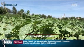 Arrêté anti-pesticides: "On protège la santé des gens" se défend un maire
