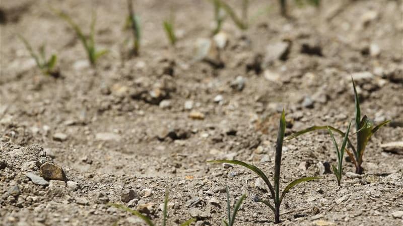 Près de 90% des nappes d'eau phréatiques affichent un niveau inférieur à la normale en France, en raison des faibles pluies tombées cet hiver. /Photo d'archives/REUTERS/Stéphane Mahe